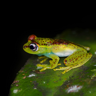 Andasibe - Central bright-eyed frog
